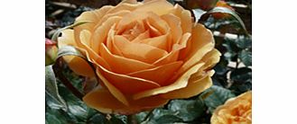 Rose Plant - Amber Queen