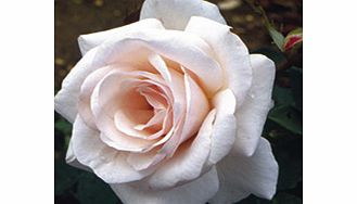 Rose Plant - Belmonte