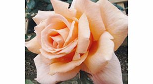 Rose Plant - Breath of Life