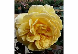 Rose Plant - Breathtaking