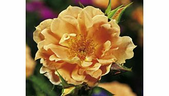 Rose Plant - Bridge of Sighs