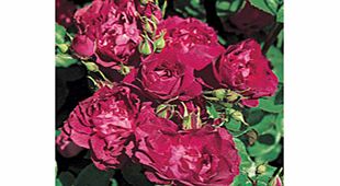 Rose Plant - Cardinal Hume