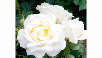 Rose Plant - Caroline Victoria
