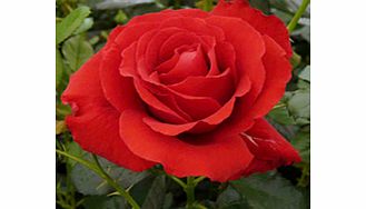 Rose Plant - Carris