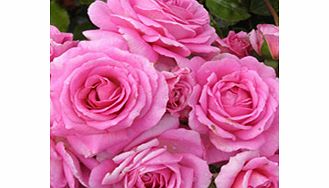 Rose Plant - Celebrating Life