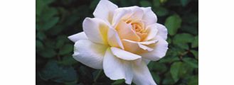 Rose Plant - Chandos Beauty
