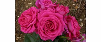 Rose Plant - Claire Marshall