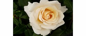 Rose Plant - Commonwealth Glory