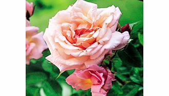 Rose Plant - Compassion