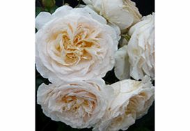 Rose Plant - Cream Abundance