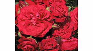 Rose Plant - Cumberland