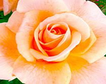 Rose Plant - Debbie Phillips