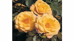 Rose Plant - Della Balfour