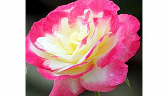 Rose Plant - Double Delight