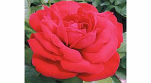 Rose Plant - Dublin Bay