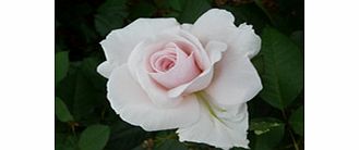 Rose Plant - Elizabeth Casson