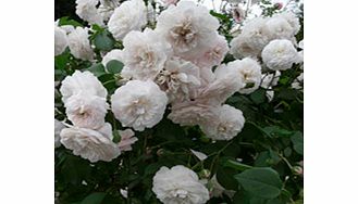Rose Plant - Felicite et Perpetue