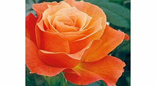 Rose Plant - Fellowship