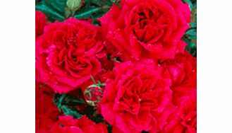 Rose Plant - Fetzer Syrah Rose