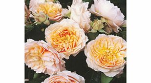 Rose Plant - Ginger Syllabub