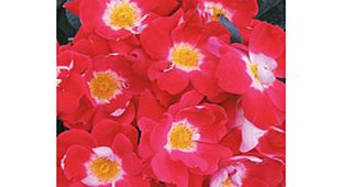 Rose Plant - Girlguiding UK Centenary Rose
