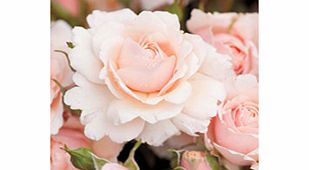 Rose Plant - Glyndebourne