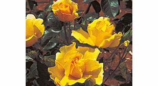 Rose Plant - Golden Showers