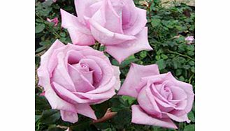 Rose Plant - Harry Edland