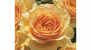 Rose Plant - Henrietta Barnett