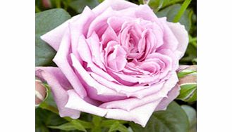Rose Plant - Janeen