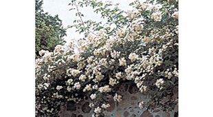 Rose Plant - Kiftsgate