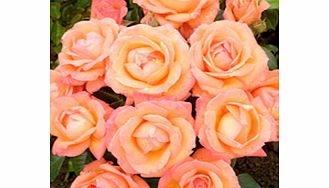 Rose Plant - Lady Marmalade