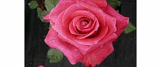 Rose Plant - Lady Mitchell