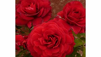 Rose Plant - Lady Ryder of Warsaw