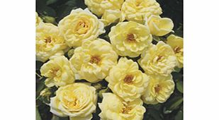 Rose Plant - Lemon Twist