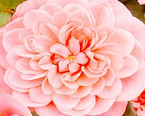 Rose Plant - Letchworth Centenary