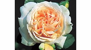 Rose Plant - Louisa Stone