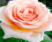 Rose Plant - Lynda Bellingham