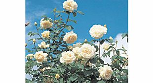 Rose Plant - Madame Alfred Carriere