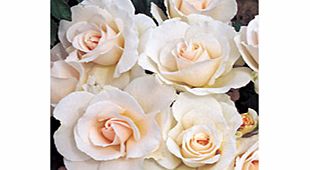 Rose Plant - Margaret Merril