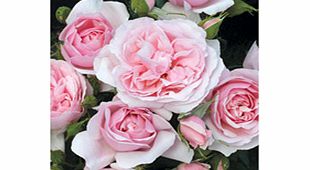 Rose Plant - Natasha Richardson