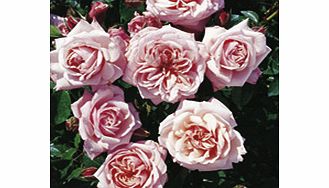 Rose Plant - Octavia Hill