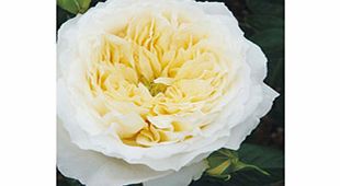 Rose Plant - Patricia Kent