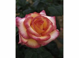 Rose Plant - Perception