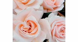 Rose Plant - Pride and Prejudice