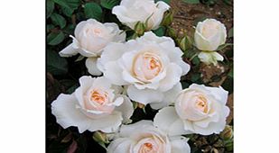 Rose Plant - Princess of Wales