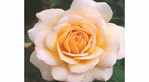 Rose Plant - Pure Gold