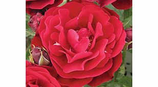 Rose Plant - Red Abundance