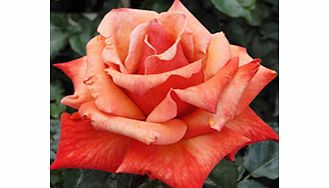 Rose Plant - Remember Me
