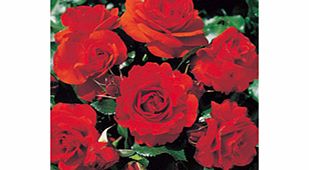 Rose Plant - Remembrance